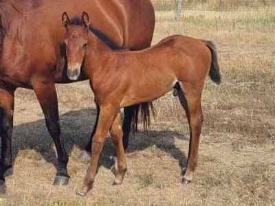 Phobos Topsail JW <BR>AQHA 6370862